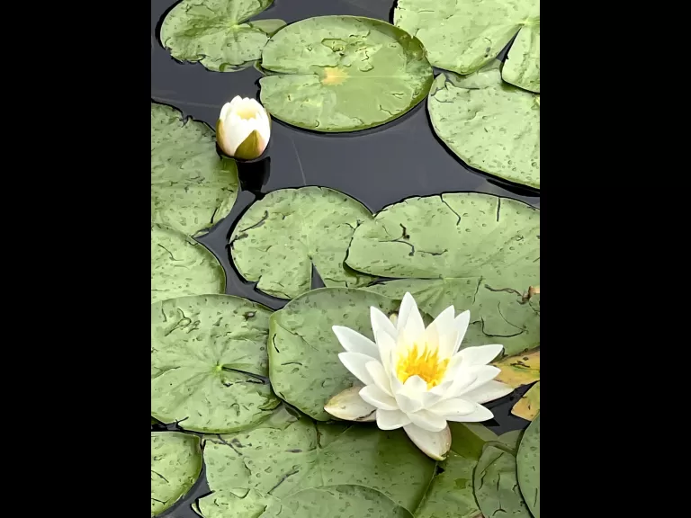A great blue heron at Assabet River National Wildlife Refuge in Sudbury, photographed by Nathalie Guerin.