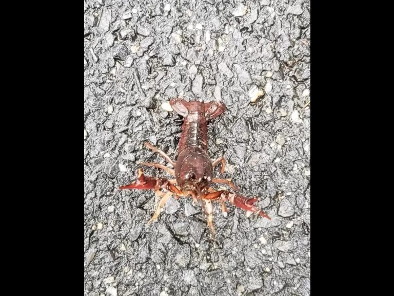 A crayfish in Sudbury, photographed by Chris Menge.
