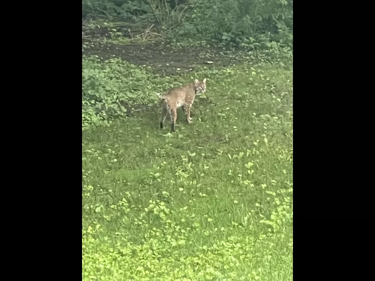A bobcat in Sudbury, photographed by Gail Sartori.