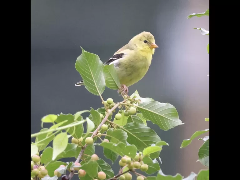 An American goldfinch at Breakneck Hill Conservation Land in Southborough, photographed by Steve Forman.