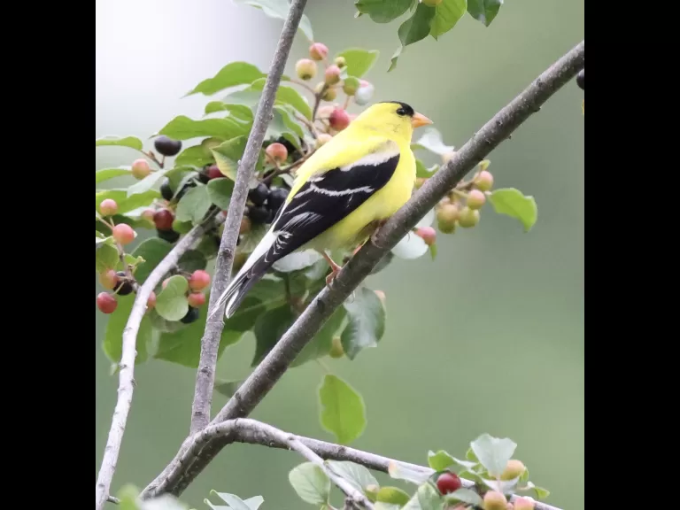 An American goldfinch at Breakneck Hill Conservation Land in Southborough, photographed by Steve Forman.