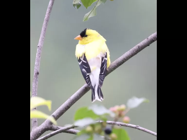 An American goldfinch at Breakneck Hill Conservation Land in Southborough, photographed by Steve Forman.