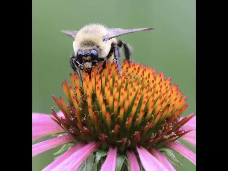 An American goldfinch at Breakneck Hill Conservation Land in Southborough, photographed by Steve Forman.