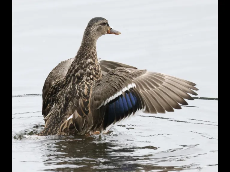 A mallard at Hager Pond in Marlborough, photographed by Steve Forman.