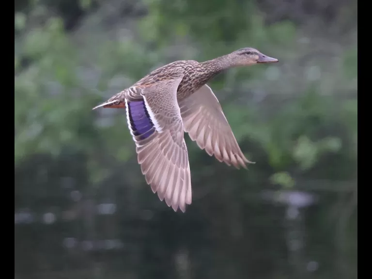 A mallard at Hager Pond in Marlborough, photographed by Steve Forman.