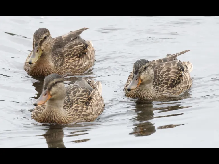 A mallard at Hager Pond in Marlborough, photographed by Steve Forman.