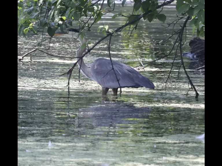 A Canada goose at Hager Pond in Marlborough, photographed by Steve Forman.