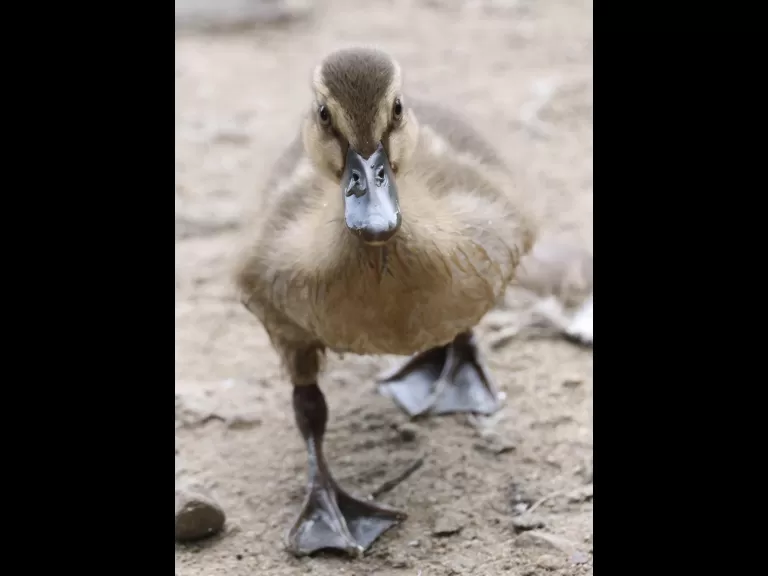 A Canada goose at Hager Pond in Marlborough, photographed by Steve Forman.