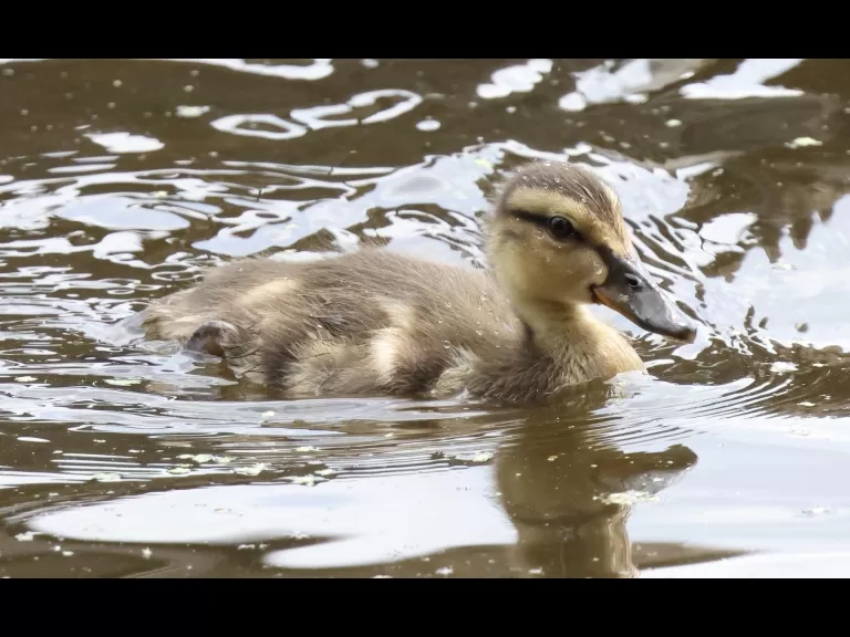 A Canada goose at Hager Pond in Marlborough, photographed by Steve Forman.