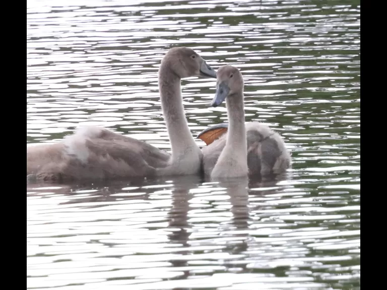 A Canada goose at Hager Pond in Marlborough, photographed by Steve Forman.