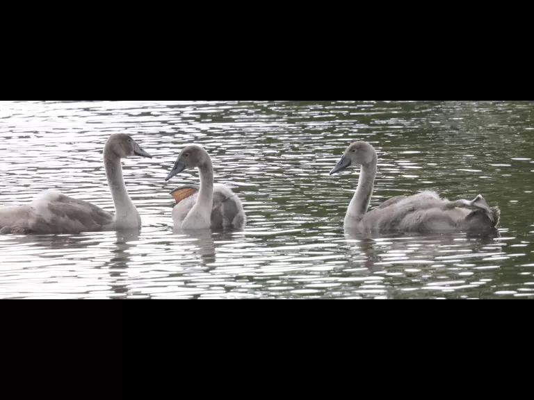 A Canada goose at Hager Pond in Marlborough, photographed by Steve Forman.