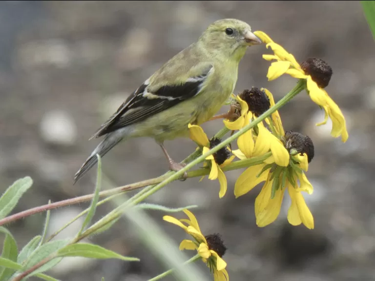 An American goldfinch in Sudbury, photographed by Sharon Tentarelli.
