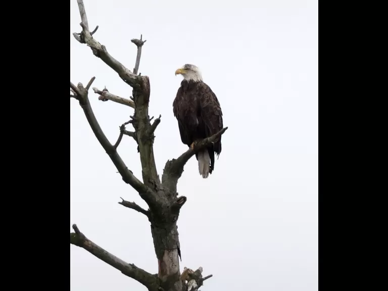 A bald eagle at the Sudbury Reservoir in Southborough, photographed by Steve Forman.