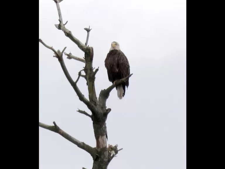 A bald eagle at the Sudbury Reservoir in Southborough, photographed by Steve Forman.