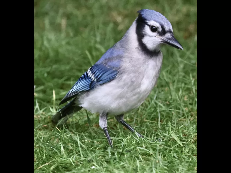 A blue jay in Framingham, photographed by Steve Forman.