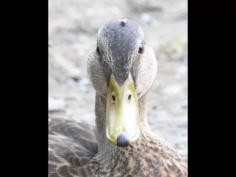 A Canada goose at Hager Pond in Marlborough, photographed by Steve Forman.