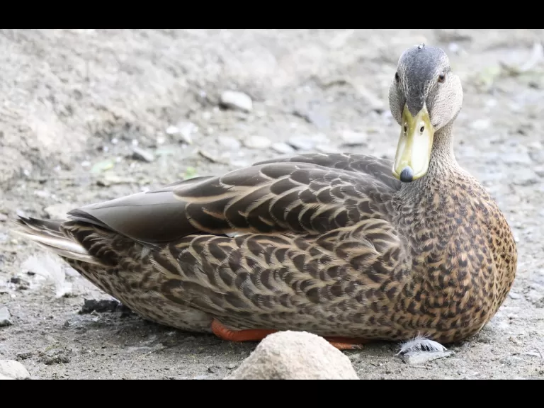 A Canada goose at Hager Pond in Marlborough, photographed by Steve Forman.