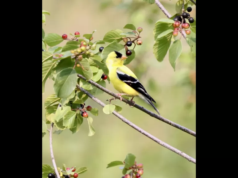 An American goldfinch at Breakneck Hill Conservation Land in Southborough, photographed by Steve Forman.