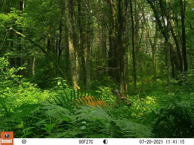 A white-tailed deer at SVT's General Federation of Women's Clubs of Massachusetts Memorial Forest in Sudbury, photographed with an automatically triggered wildlife camera by Craig Smith.