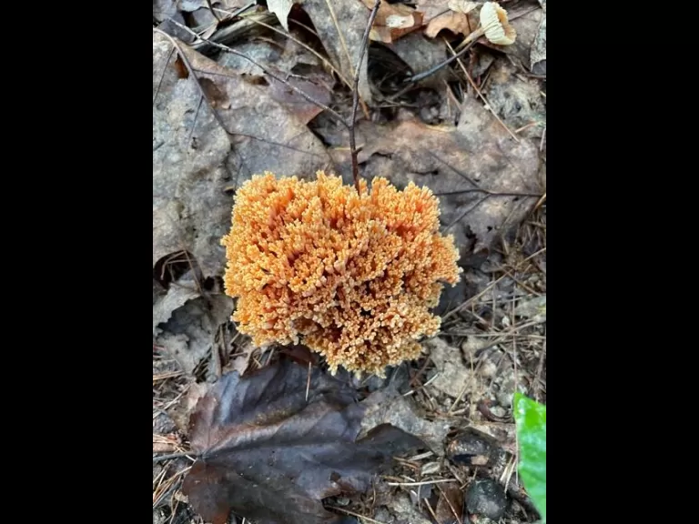 A fisher at SVT's Upper Mill Brook Conservation Area in Wayland, photographed by Carole Hohl.