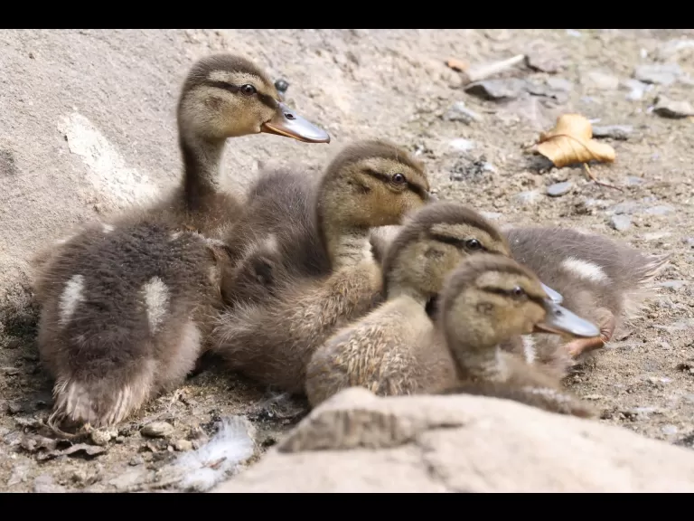 Mallards at Hager Pond in Marlborough, photographed by Steve Forman.