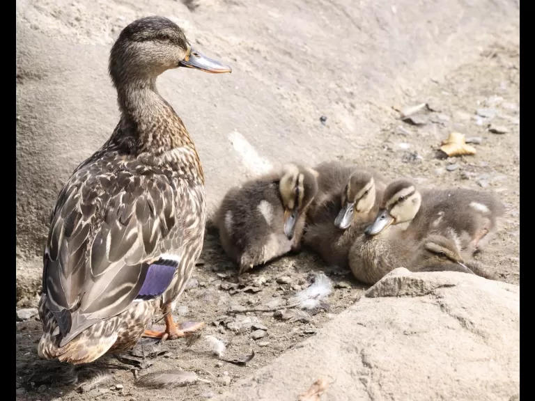 Mallards at Hager Pond in Marlborough, photographed by Steve Forman.