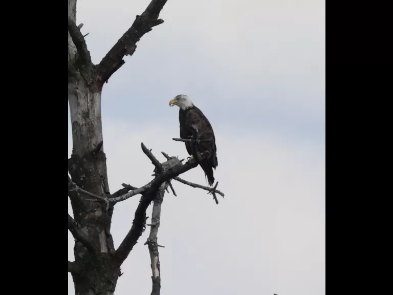 A bald eagle at the Sudbury Reservoir in Southborough, photographed by Steve Forman.
