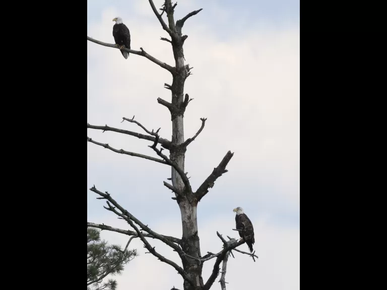 A bald eagle at the Sudbury Reservoir in Southborough, photographed by Steve Forman.