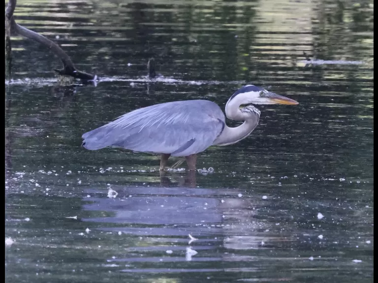 Mallards at Hager Pond in Marlborough, photographed by Steve Forman.