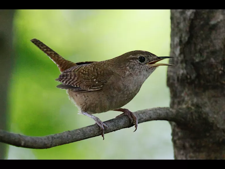 A house wren in Hudson, photographed by Craig Smith.