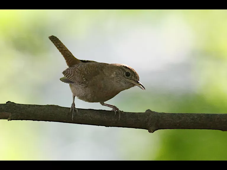 A house wren in Hudson, photographed by Craig Smith.