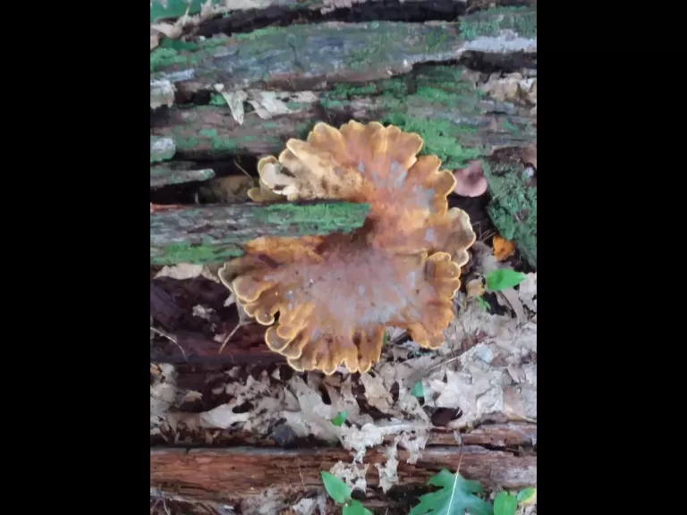 A mushroom at Mount Pisgah, photographed by Jill Moonheron.