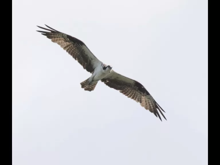 Mallards at Hager Pond in Marlborough, photographed by Steve Forman.