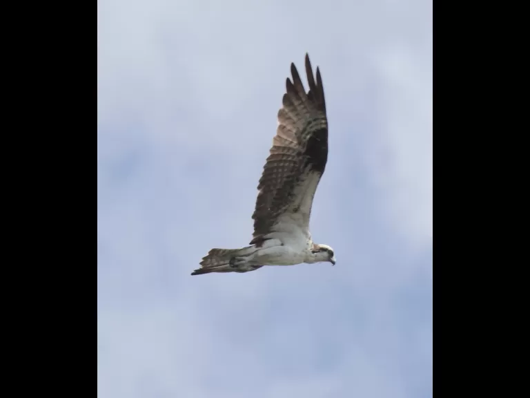 Mallards at Hager Pond in Marlborough, photographed by Steve Forman.