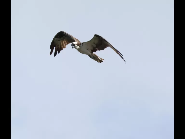 Mallards at Hager Pond in Marlborough, photographed by Steve Forman.