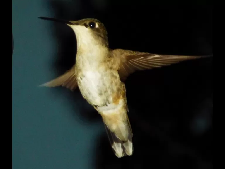 Cotton-tailed rabbits in Harvard, photographed by Robin Right.