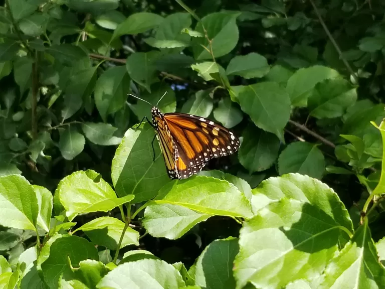 A monarch butterfly at Cedar Hill in Northborough, photographed by Laura Lane.