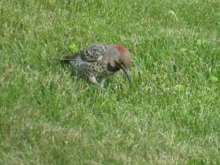A northern flicker in Westborough, photographed by John Carter.