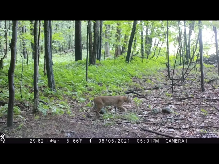 A coyote in Harvard, photographed with an automatically triggered wildlife camera by Steve Cumming.
