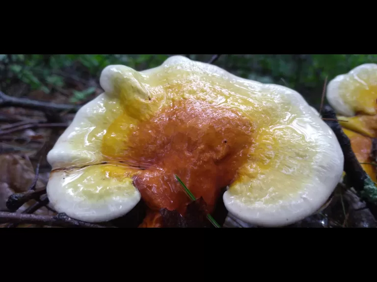 Mushrooms at SVT's Memorial Forest in Sudbury, photographed by William Watt.