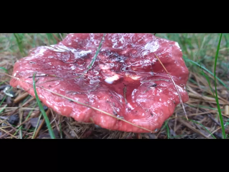 Mushrooms at SVT's Memorial Forest in Sudbury, photographed by William Watt.