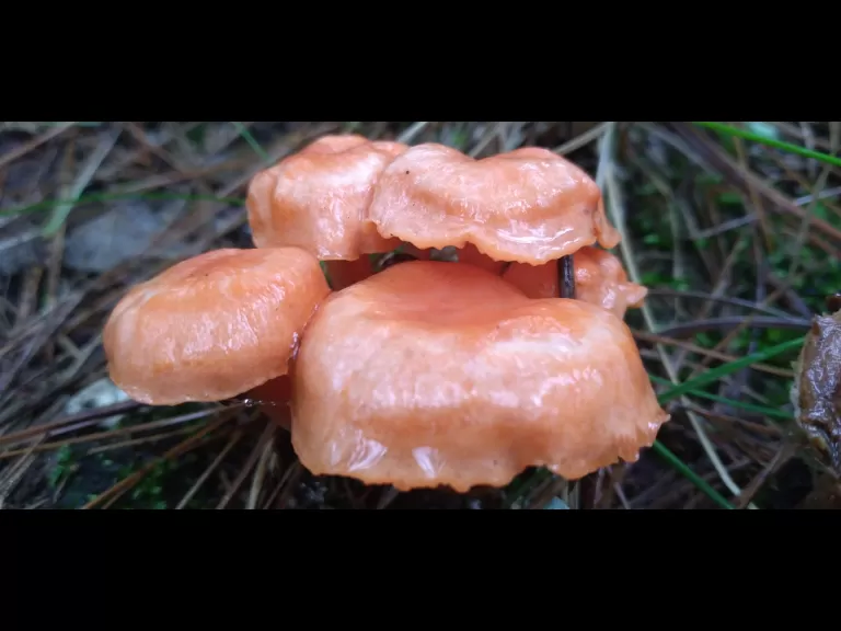 Mushrooms at SVT's Memorial Forest in Sudbury, photographed by William Watt.