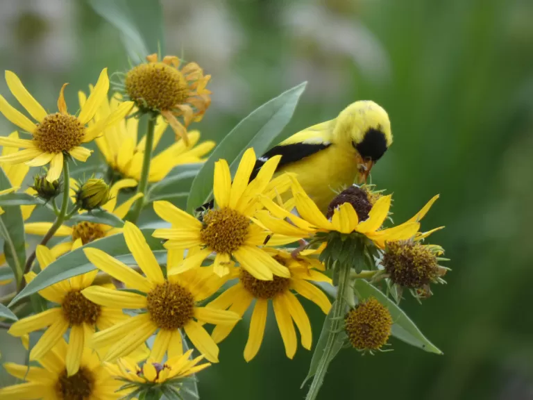 An American goldfinch in Sudbury, photographed by Sharon Tentarelli.