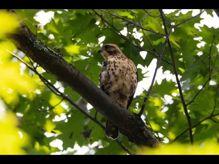 A green heron in Bolton, photographed by Jon Turner.
