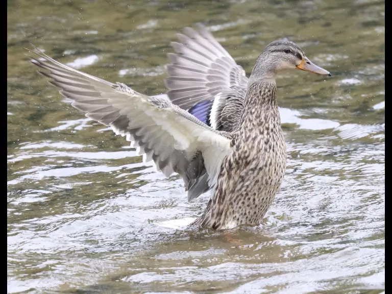 A mallard at Hager Pond in Marlborough, photographed by Steve Forman.