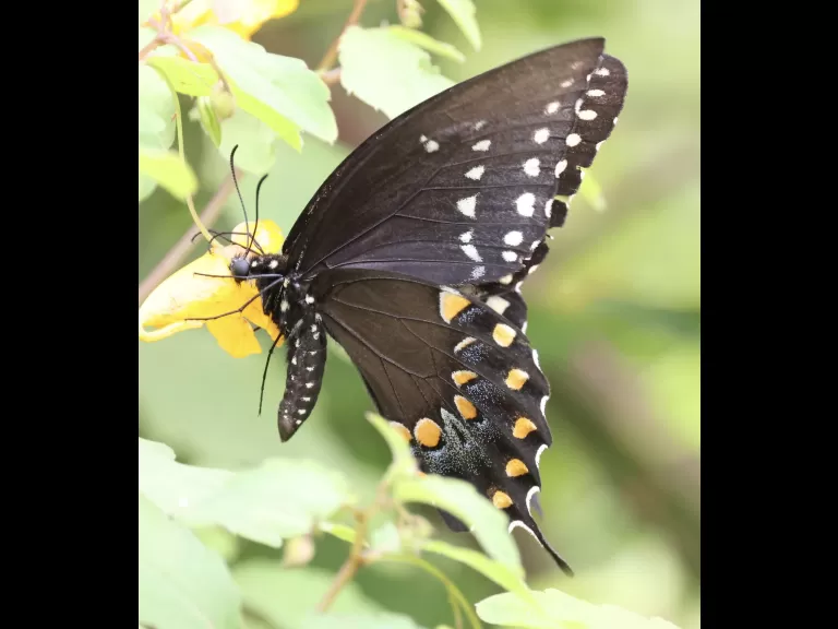 A monarch butterfly at Breakneck Hill Conservation Land in Southborough, photographed by Steve Forman.