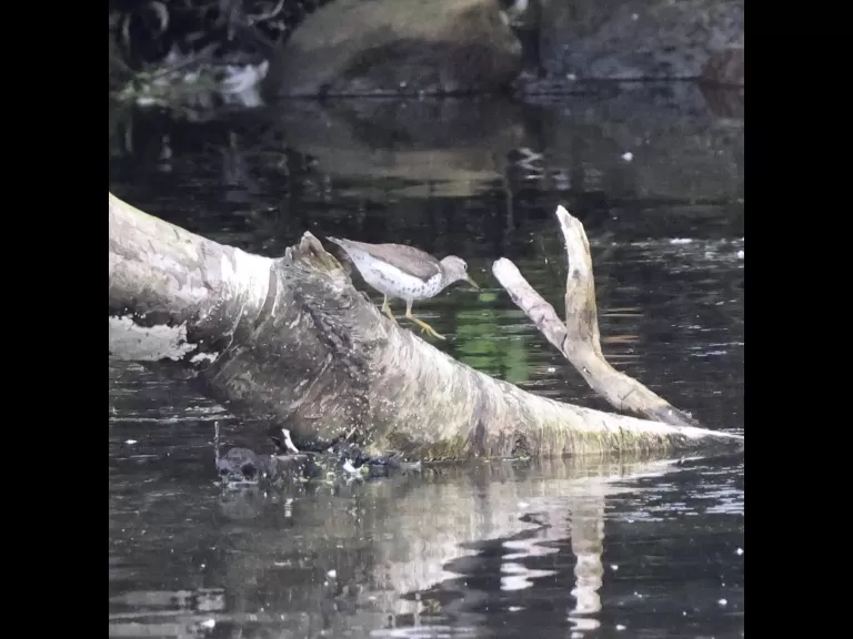 A mallard at Hager Pond in Marlborough, photographed by Steve Forman.