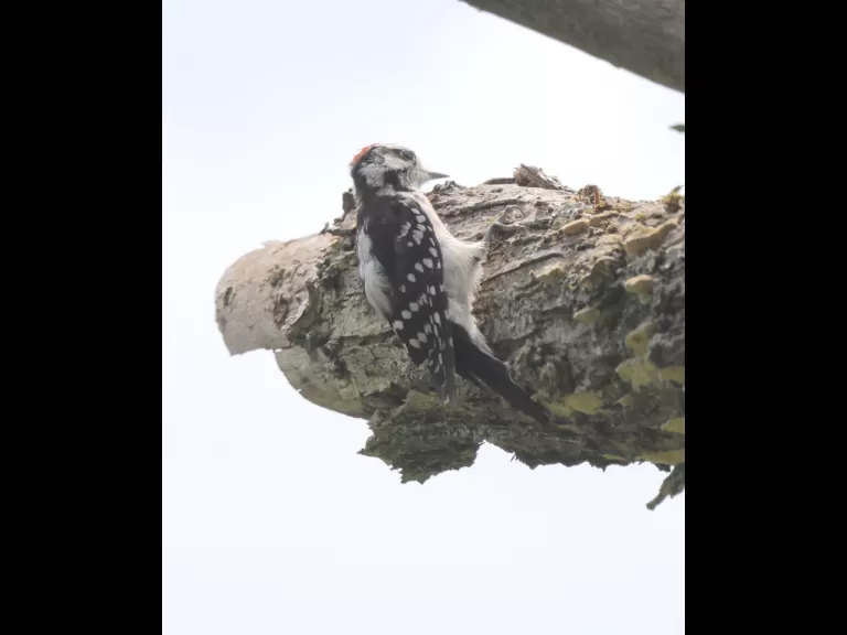 A downy woodpecker at Breakneck Hill Conservation Land in Southborough, photographed by Steve Forman.