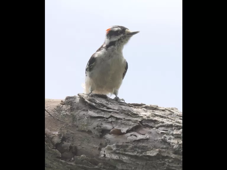 A downy woodpecker at Breakneck Hill Conservation Land in Southborough, photographed by Steve Forman.