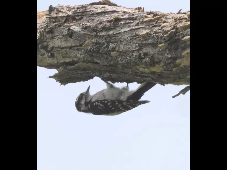 A downy woodpecker at Breakneck Hill Conservation Land in Southborough, photographed by Steve Forman.